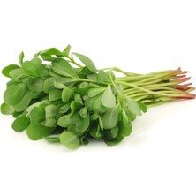 Al-Fil Teknoloji Semizotu Tohumu 10 gr