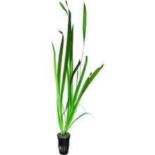 MarkEntegra Dev Saz Saksı Canlı Bitki - Vallisneria Gigantea