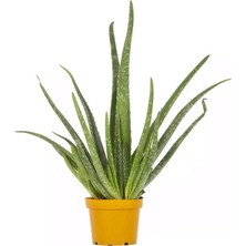 Yerli Aloe Vera Yeşil