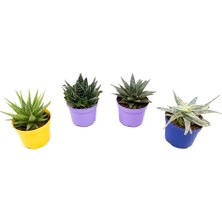 Yerli Howarthia-Zebra Kaktüsü 10-15 cm