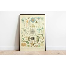 Pegziz Dekoratif Sanatsal Deniz Canlıları Vintage Çerçeveli Tablo