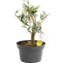 Yerli Bonsai Zeytin - Boy 10-20 cm Yeşil