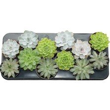 Yerli Echeveria 10-20 cm