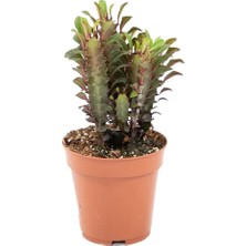 İTHAL Euphorbia Trigona Rubra (Süt Ağacı Kaktüs) 20-30 cm