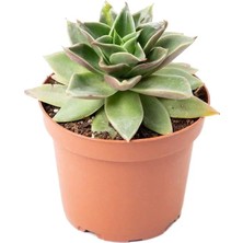 Yerli Echeveria 10-15 cm