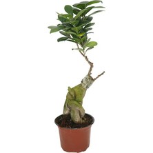 Yerli Ficus Microcarpa Ginseng (Bonsai)