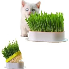 Calperia Doğal Kedi Çimi, Tüy Yumağı Önleyici Plastik Kâse ile