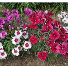 Calperia Karanfili Tohumu - Kokulu Çok Çiçekli, Karışık Renkli (5 Tohum)