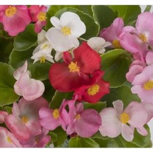 Calperia Karışık Renkli Begonya Tohumu, 40 Tohum