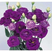Calperia Mavi Renkli Katmerli Bodur Lisianthus Çiçeği Tohumu - 5 Tohum