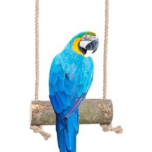 Papağan Kuş Salıncağı Tüneği Kuş Tünek Dğal Ağaç Tünek Kuş Salıncak