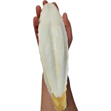 Calperia Xl Kalamar Kemiği - Iri Boy (15-20 cm Aralığında)