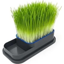 Calperia Topraksız Kedi Çimi Seti - Taze Ot Yetiştirme Kabı ile Doğal Sindirim Desteği