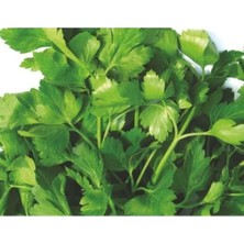 Calperia Doğal Iri Yaprak Maydanoz Tohumu - 10 Gram