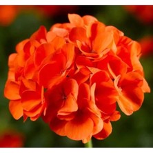 Calperia Turuncu Renkli Sardunya Tohumu - 5 Tohum