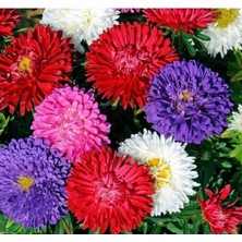Calperia Karışık Renkli Aster Kasımpatı Tohumu - 20 Tohum