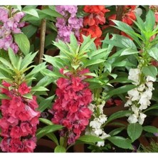 Calperia Kına Çiçeği - 75 Tohum (Karışık Renk)