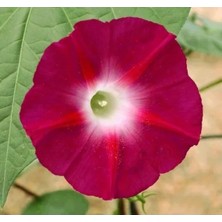 Calperia Çoklu Sarmaşık Tohum Seti - 50 Tohum - Kırmızı