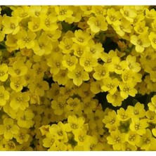 Calperia Çoklu Alyssum Tohum Seti - 250 Tohum - Sarı