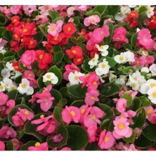 Calperia Karışık Renkli Şeker Begonya Tohumu - 20 Tohum