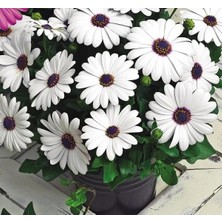 Calperia Beyaz Bodrum Papatyası F1 Tohumu - 5 Tohum