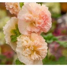 Calperia Katmerli Büyük Çiçekli Turuncu Gülhatmi Tohum Seti (5 Adet)