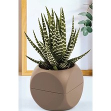 General 1 No Küp Saksı ROYALEKS-KRS-401