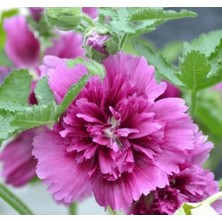 Calperia Katmerli Büyük Çiçekli Mor Gülhatmi Tohum Seti (5 Adet)