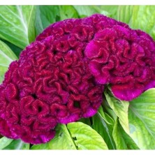 Calperia Mor Renkli Japon Horoz Ibiği Balta Tohumu (20 Tohum)