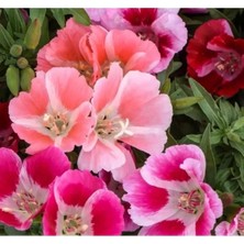 Calperia Karışık Renklerle Godetya Çiçeği - 300 Tohum