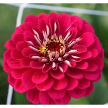 Calperia Kırmızı Zinnia Kirli Hanım Tohumu - Dev Çiçekli, Uzun Boylu - 5 Tohum