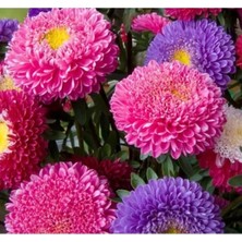 Calperia Saraypati Boylu Çiçeği - 150 Tohum (Karışık Renk)