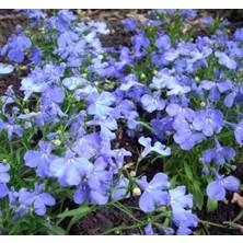 Calperia Mavi Renkli Çok Çiçekli Lobelya Tohumu - 10 Tohum