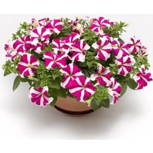 Calperia Gül Yıldız Renkli Iri Çiçekli Petunya Tohumu - 15 Tohum