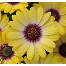 Calperia Sarı Bodrum Papatyası F1 Tohumu - 5 Tohum