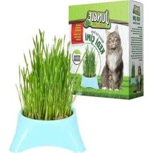 Calperia Fileli Kedi Çimi - Doğal Beslenme Alanı