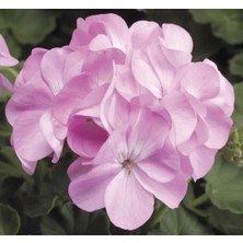 Calperia Leylak Renkli Sardunya Tohumu - Büyük Çiçek ve Kokulu Yaprak - 5 Adet