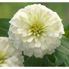 Calperia Büyük Geniş Çiçekli Beyaz Zinnia Tohum Seti (5 Adet)