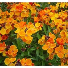 Calperia Sarı Şebboy Çiçeği - 250 Tohum (Karışık Renk)