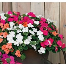 Calperia Cam Güzeli Çiçeği - 100 Tohum (Karışık Renk)