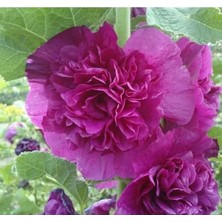 Calperia Katmerli Büyük Çiçekli Lila Gülhatmi Tohum Seti (5 Adet)