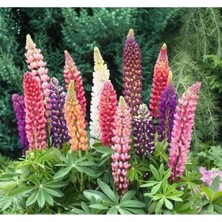 Calperia Lupin Çiçeği - 30 Tohum (Karışık Renk)