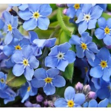 Calperia Çoklu Unutma Beni Tohum Seti - 300 Tohum - Renkli Karışım