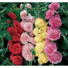 Calperia Katmerli Büyük Çiçekli Karışık Gülhatmi Tohum Seti (5 Adet)