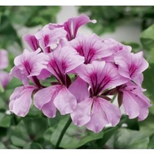 Calperia Lila Renkli Sakız Sardunya Tohumu (3 Tohum)