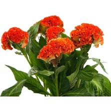 Calperia Turuncu Renkli Horoz Ibiği Balta Tohumu - 20 Adet