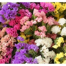 Calperia Limonyum Çiçeği Tohumu - Karışık Renkli - 15 Tohum