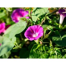 Kahkaha Çiçeği Karışık Renk (+20 Tohum) - Akgen