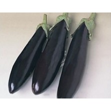 Patlıcan Aydın Tohumu - Aksel 10 gr