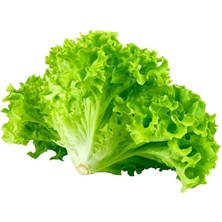 Kıvırcık Marul (Çoklu Tohum) - 5 Gram